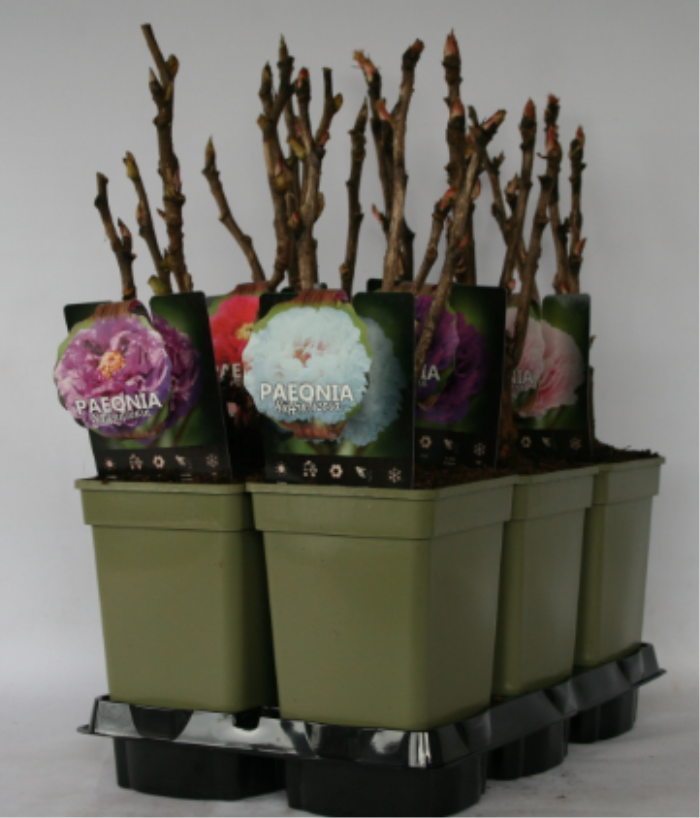 Paeonia suf. 'China'