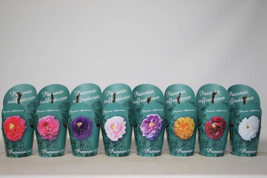 Paeonia suffruticosa potcover