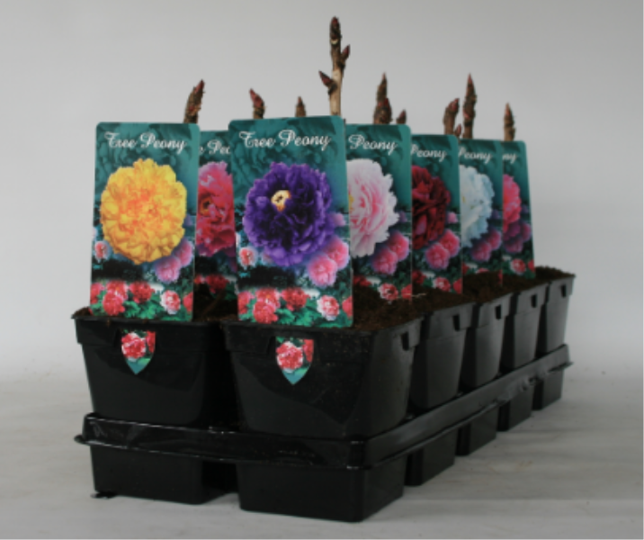 Paeonia suffruticosa