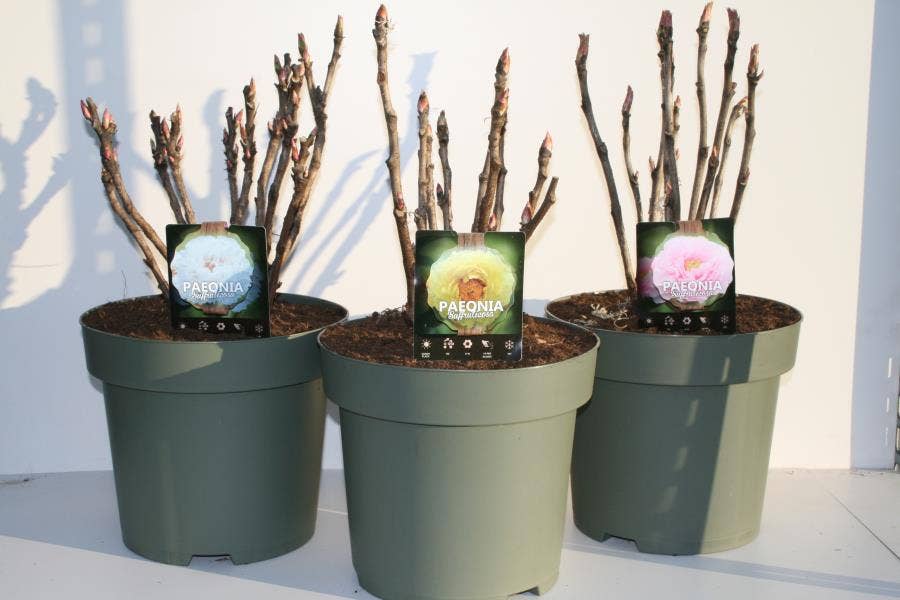 Paeonia Suffruticosa