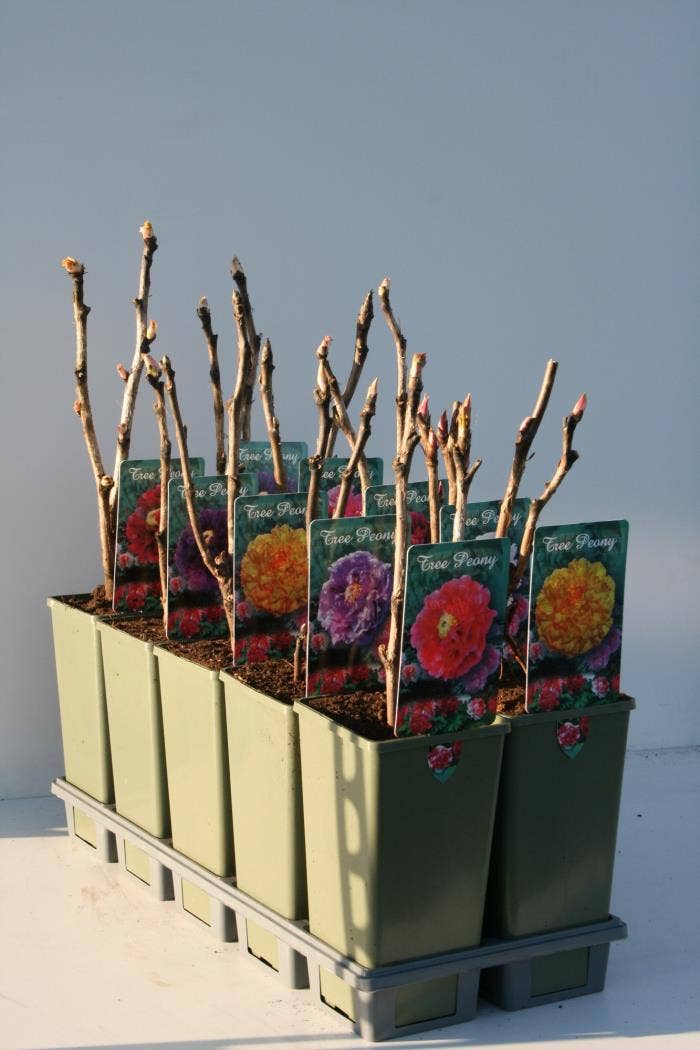 Paeonia suffruticosa