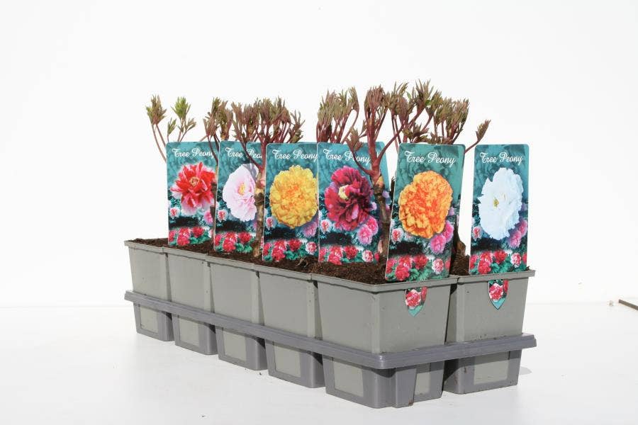 Paeonia suffruticosa