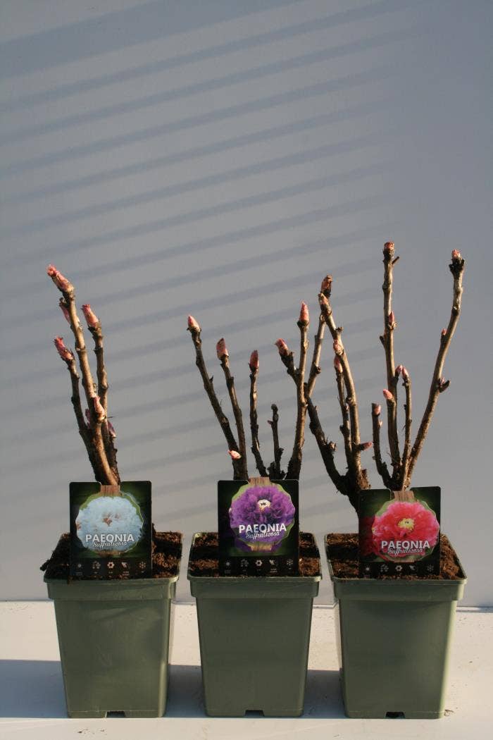 Paeonia suffruticosa