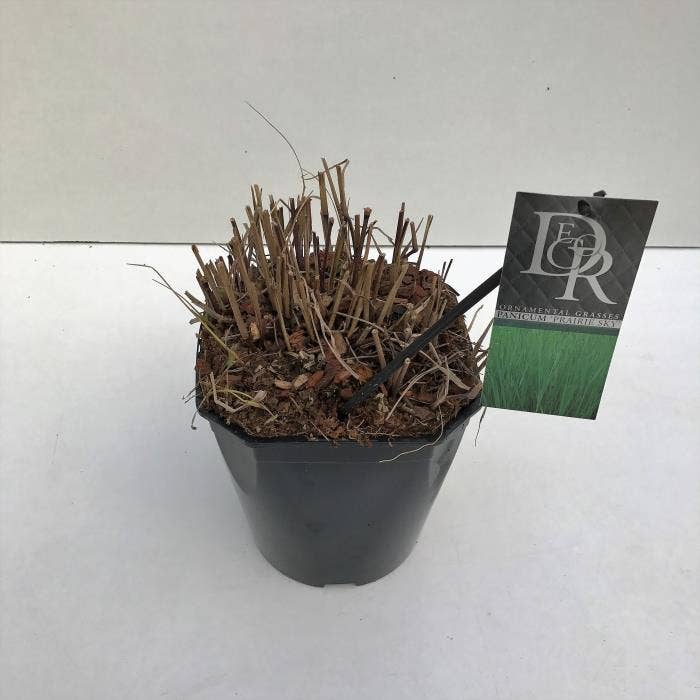 Panicum 'Prairy Sky'