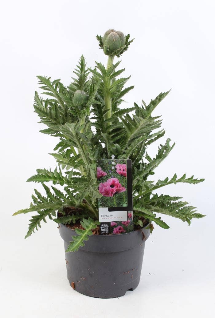 Papaver 'Pink Perfection'