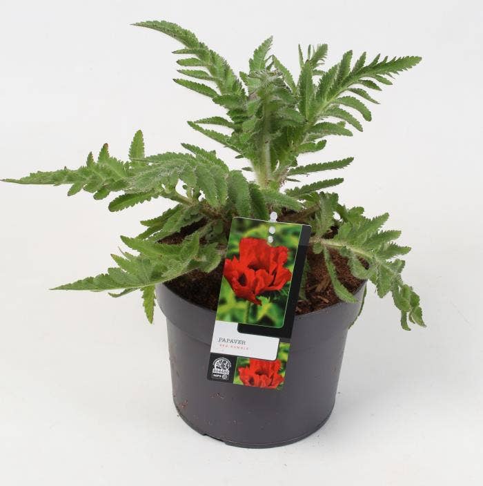 Papaver 'Red Rumble'