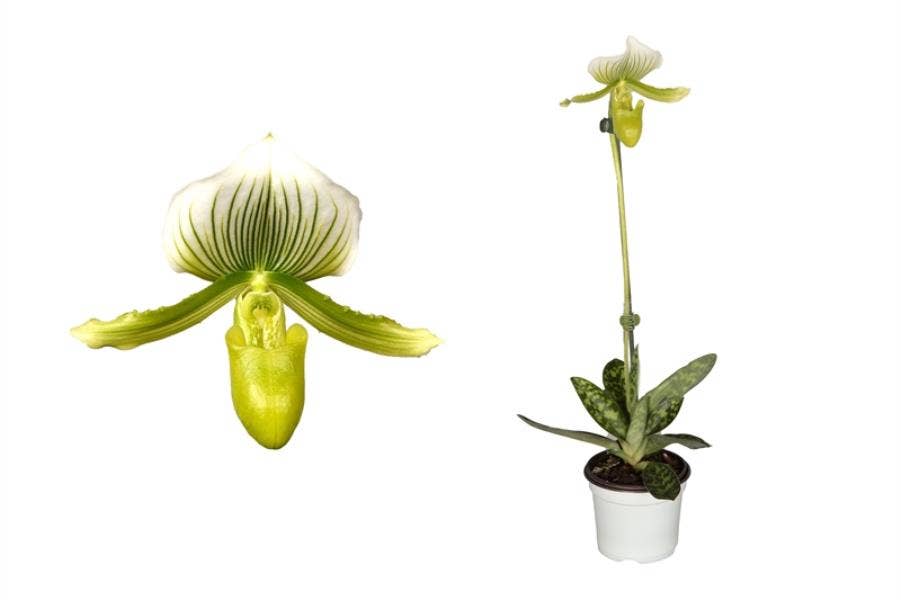 Paphiopedilum Femma