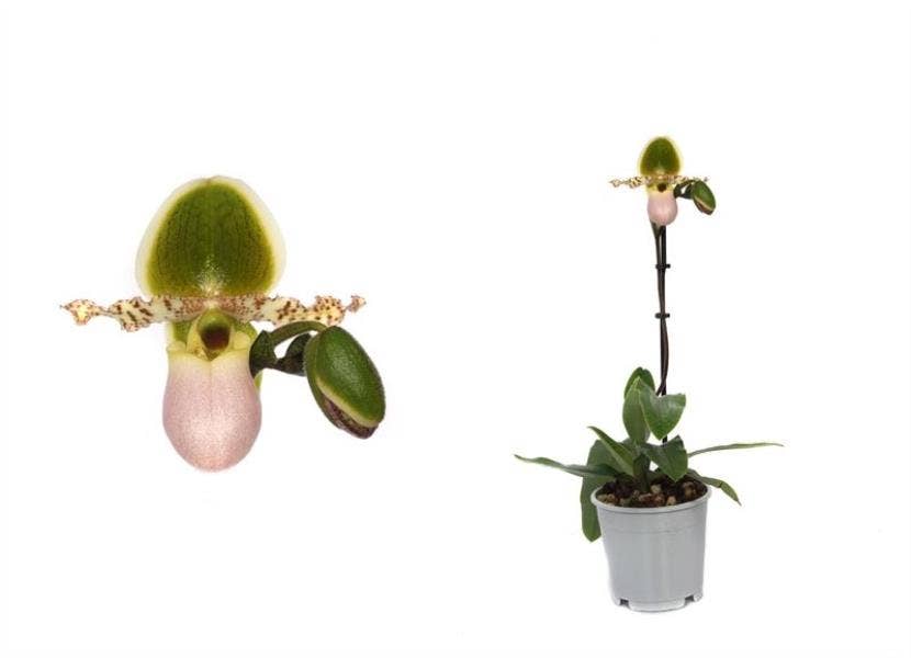 Paphiopedilum Pinocchio 