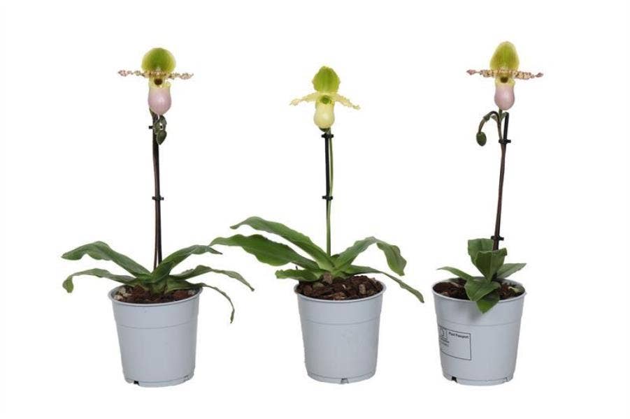 Paphiopedilum Pinocchio