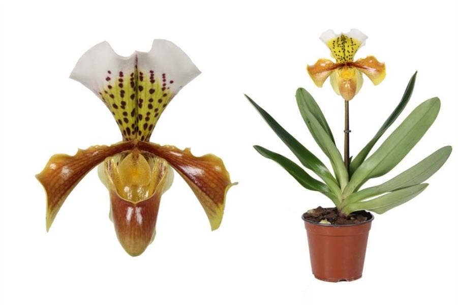 Paphiopedilum USA hybrid