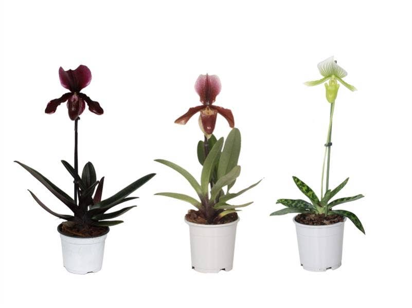 Paphiopedilum