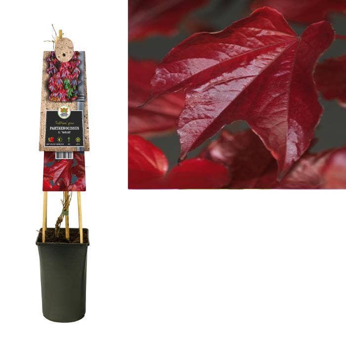 Parthenocissus tr. veitchii