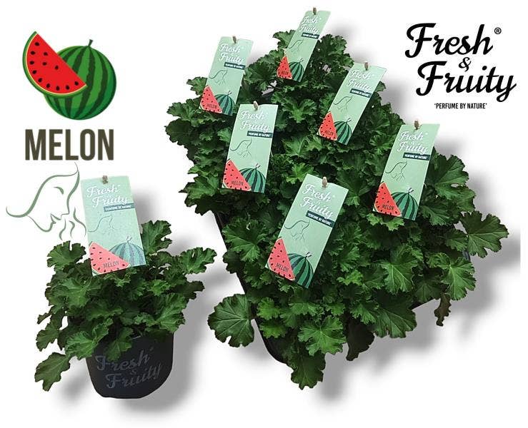 Pelargonium 'Fresh&Fruity' Melon Fresh