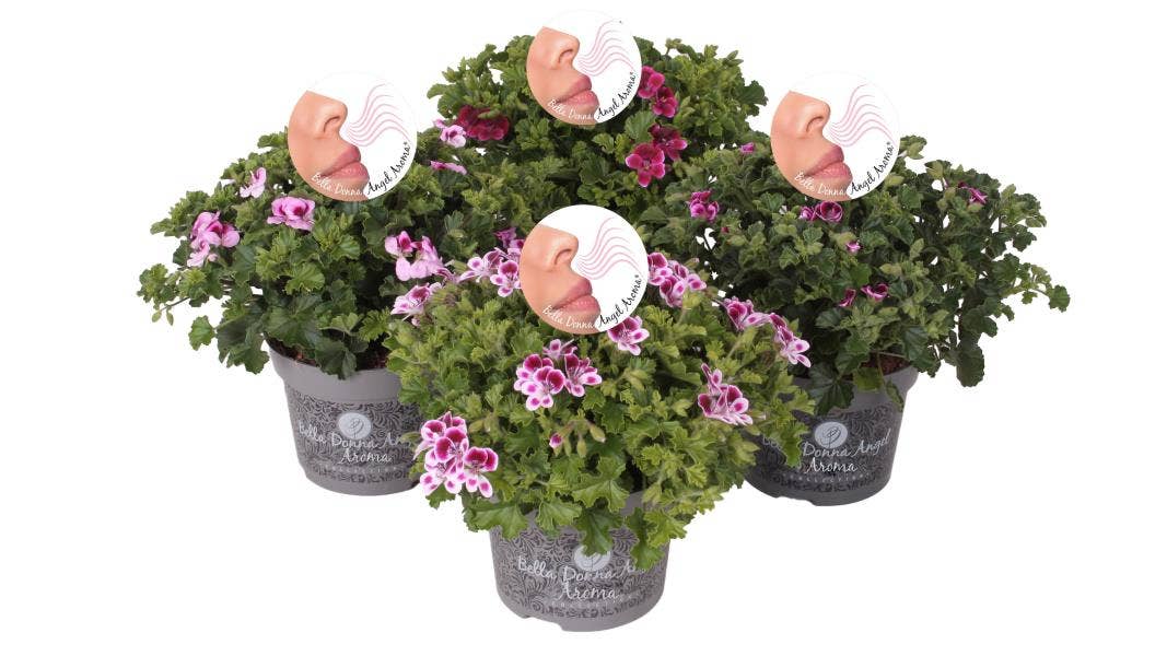 Pelargonium Gra. 'Bella Donna Angel Parfum'
