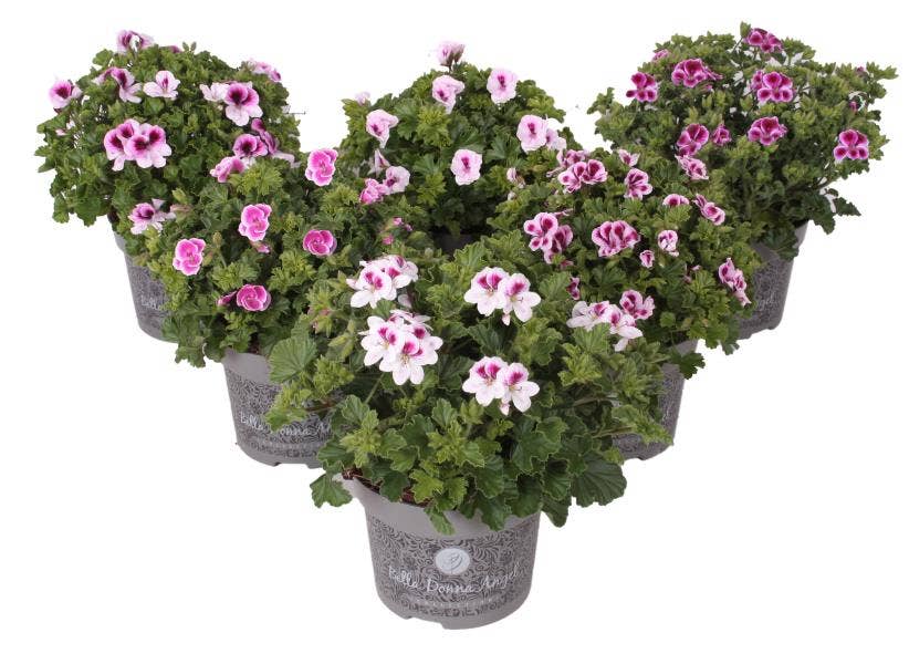 Pelargonium Gra. 'Bella Donna Angel'