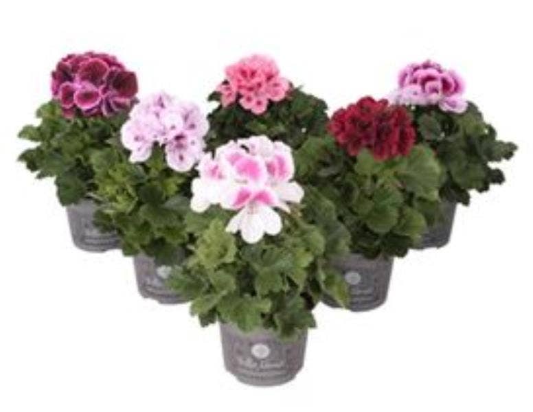 Pelargonium gra. 'Bella Donna'