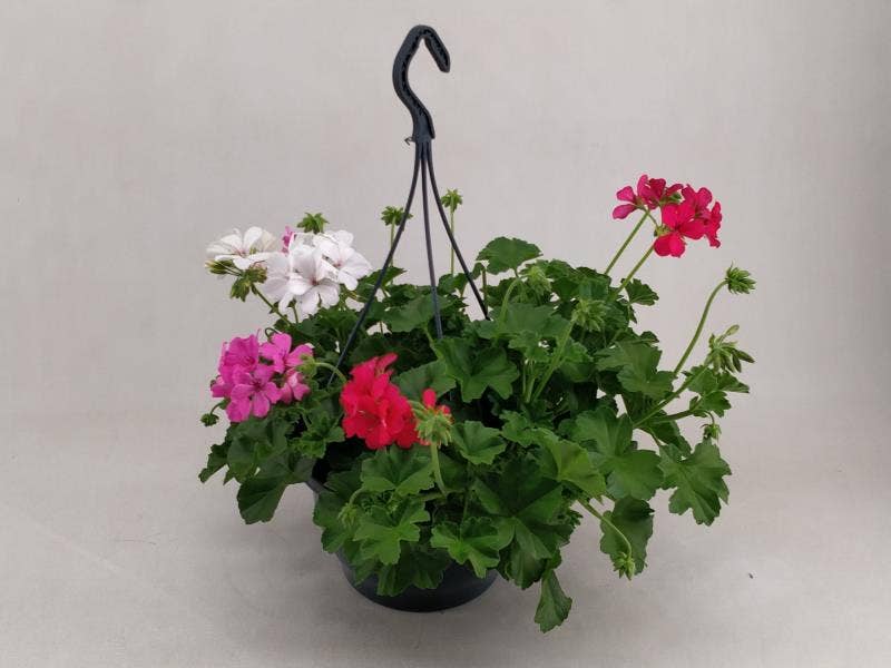 Pelargonium Marcada Trio