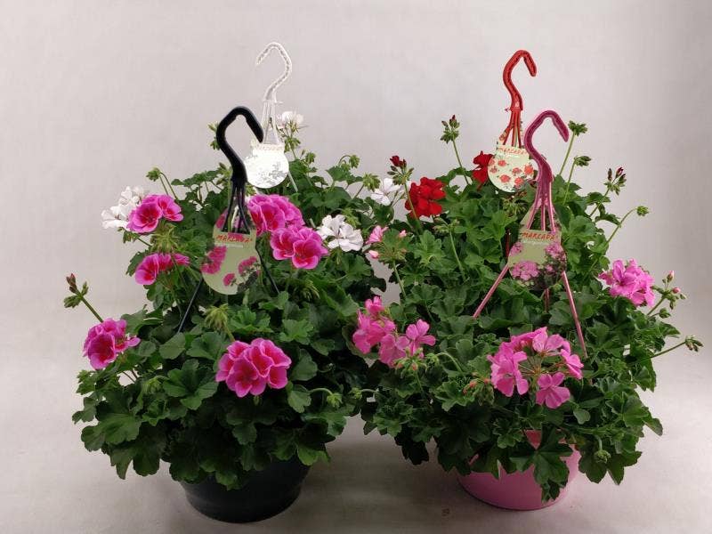Pelargonium Marcada