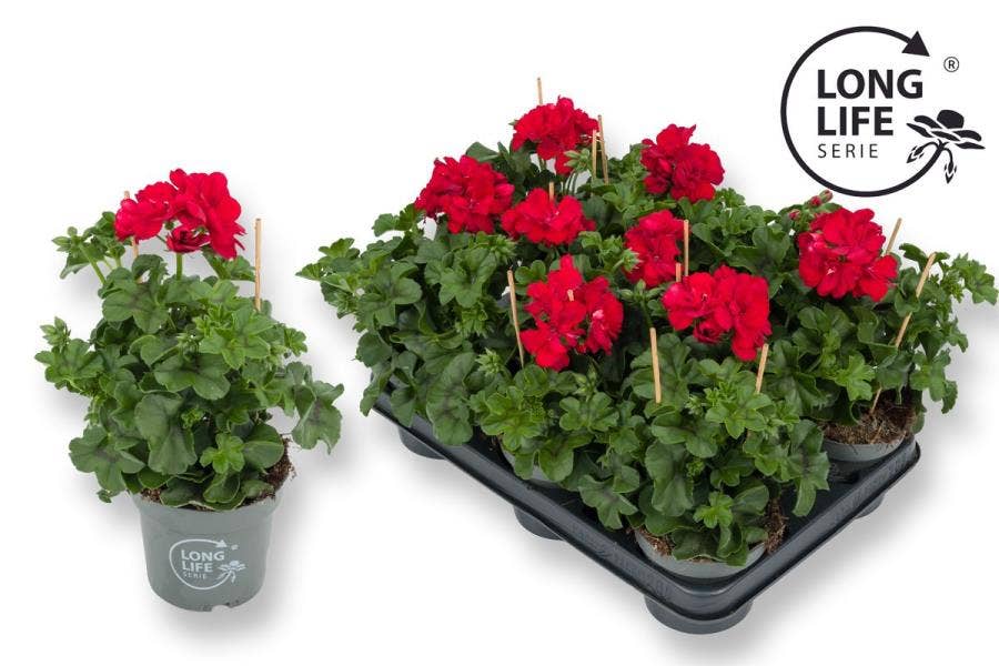 Pelargonium pel. 'Double Long Life' Dark Red