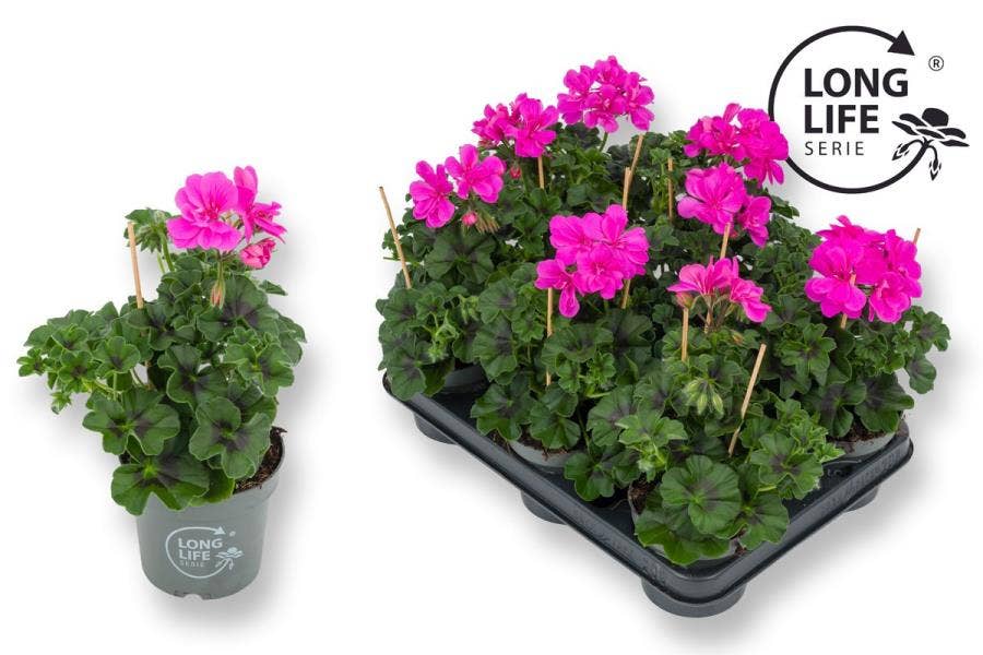 Pelargonium pel. 'Double Long Life' Purple