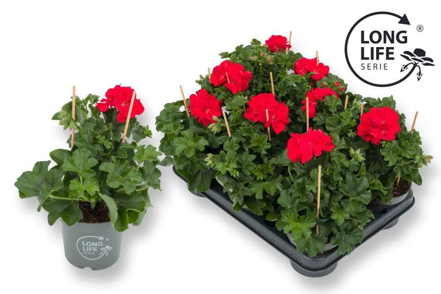 Pelargonium pel. 'Double Long Life' Red