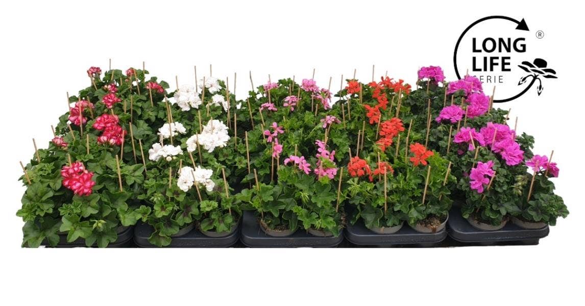 Pelargonium peltatum 'Long Life'