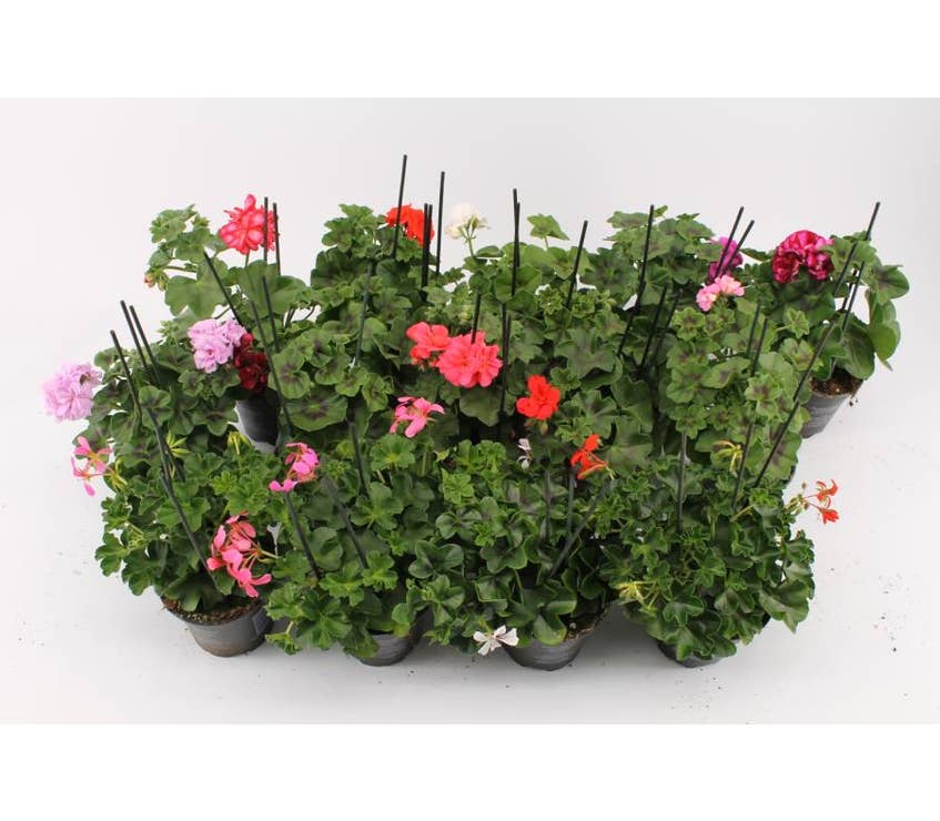 Pelargonium Peltatum Green Solutions