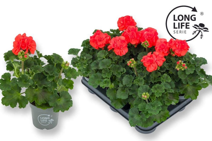 Pelargonium zon. 'Long Life' Orange