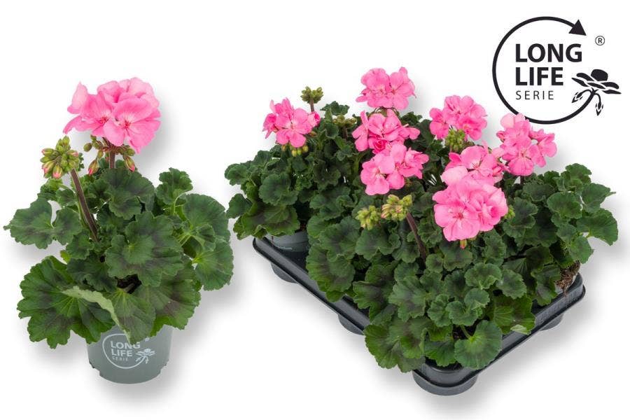 Pelargonium zon. 'Long Life' Pink