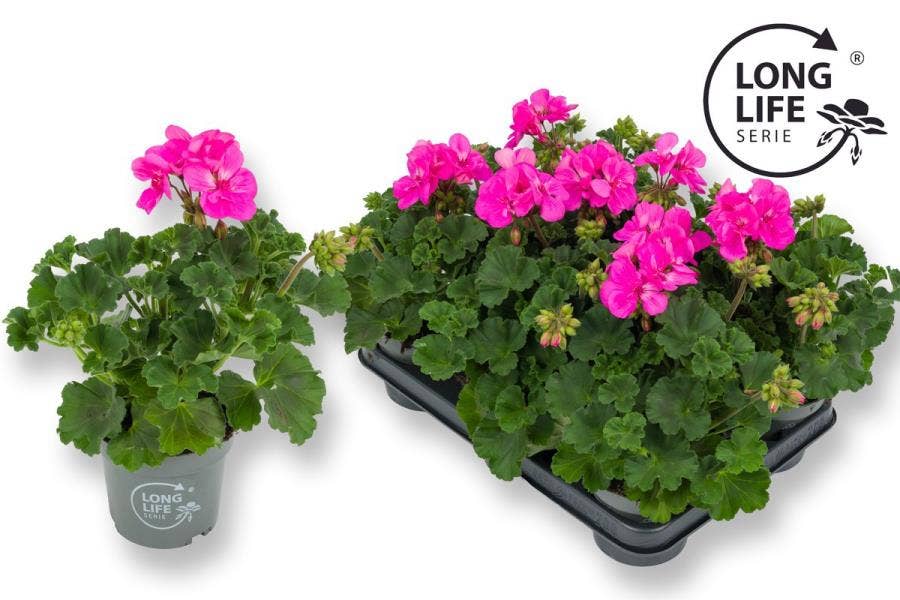 Pelargonium zon. 'Long Life' Purple