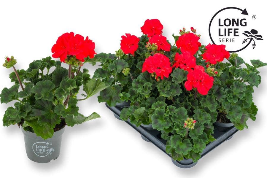 Pelargonium zon. 'Long Life' Red