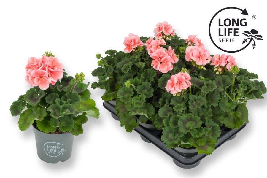 Pelargonium zon. 'Long Life' Salmon