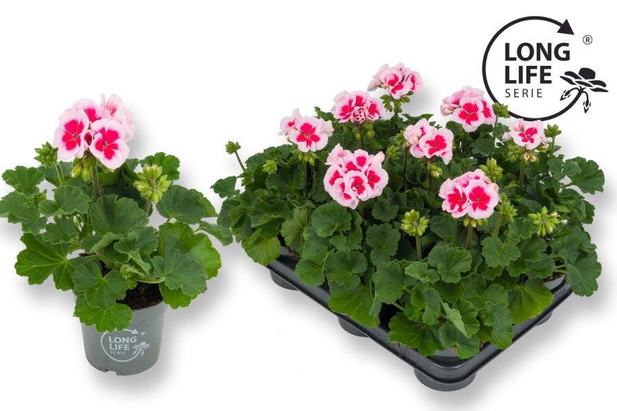 Pelargonium zon. 'Long Life' White Pink
