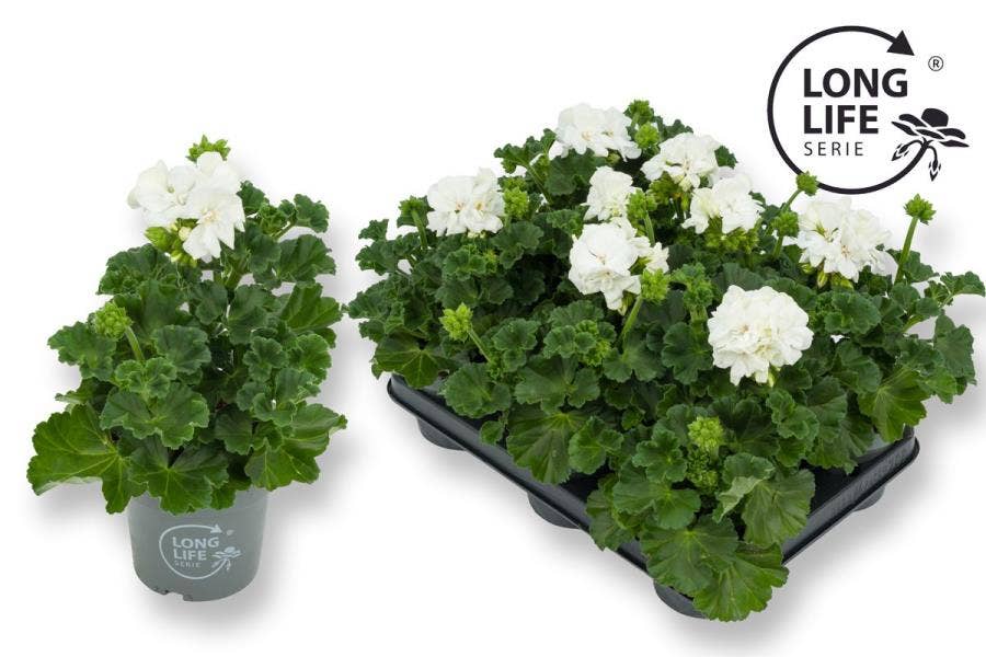 Pelargonium zon. 'Long Life' White