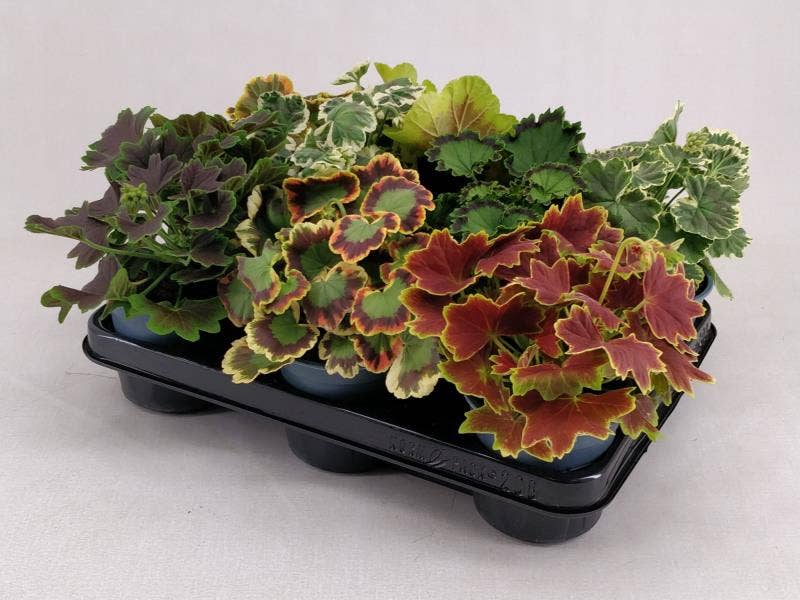 Pelargonium Zonale 'Accento'
