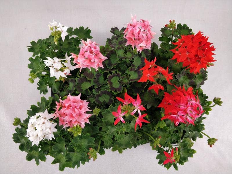 Pelargonium Zonale 'Fireworks'