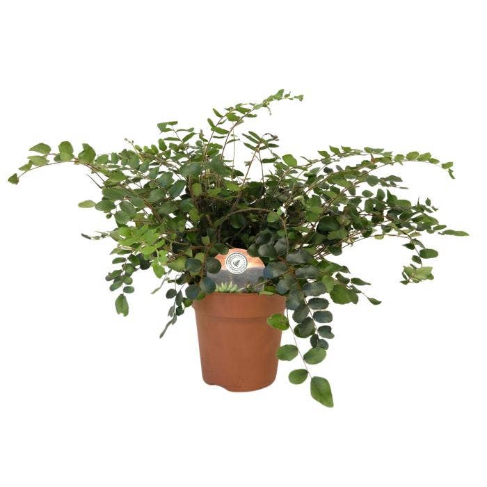 Pellaea rotundifolia