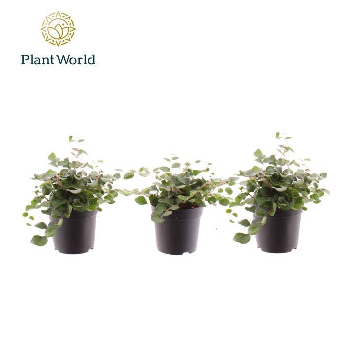 Pellaea rotundifolia