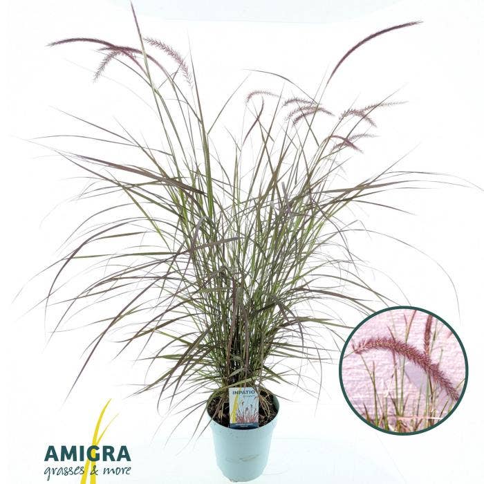 Pennisetum adv. 'Rubrum'