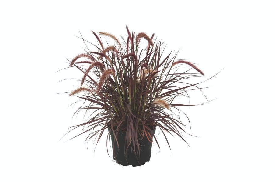 Pennisetum adv. 'Tiny Tails'