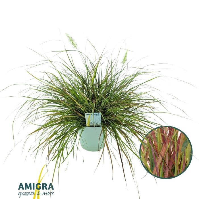 Pennisetum alo. 'Burgundy Bunny'