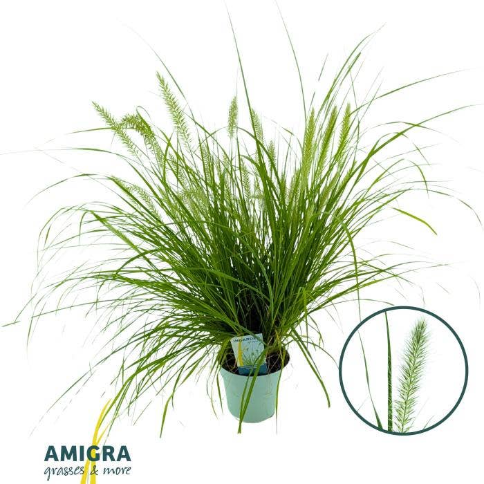 Pennisetum alo. 'Hameln Gold'