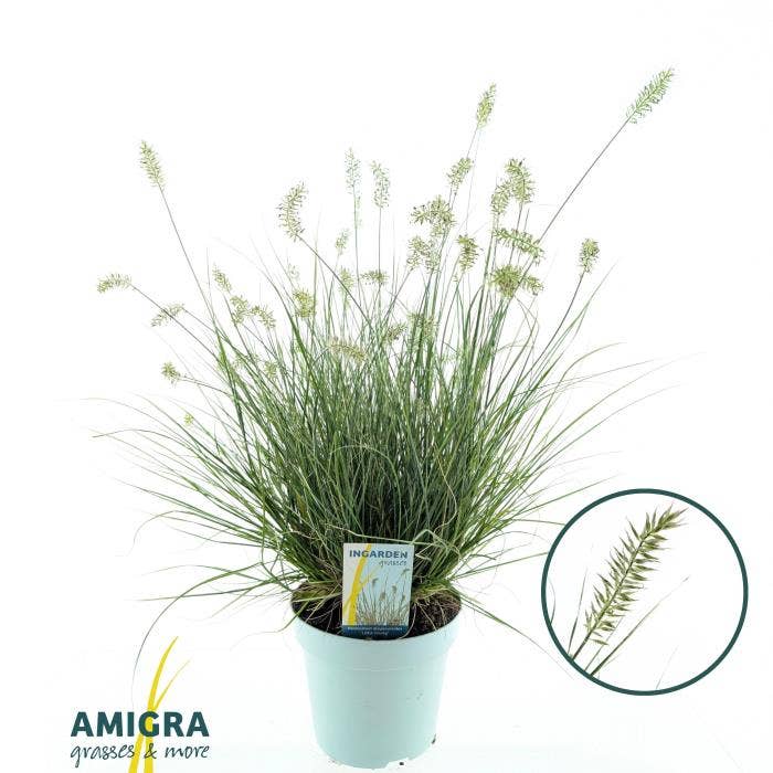 Pennisetum alo. 'Litte Honey'