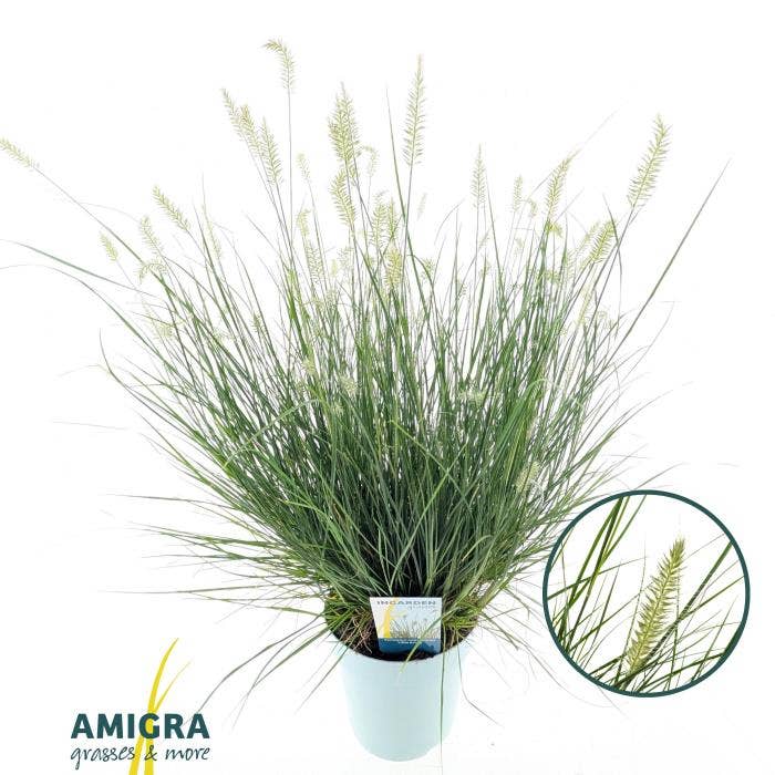 Pennisetum alo. 'Little Bunny'