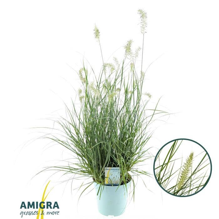 Pennisetum alo. 'Little Hameln'