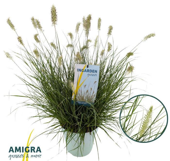 Pennisetum alo. 'Little Hameln'