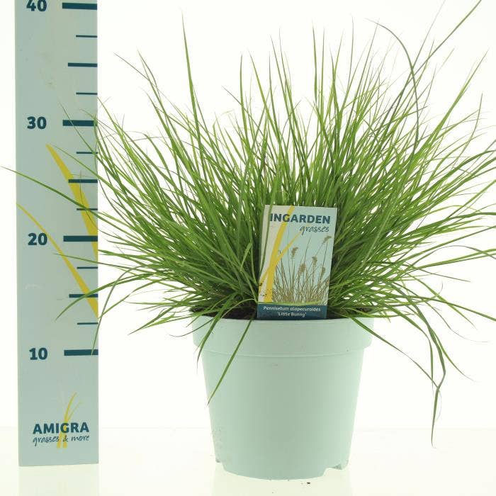 Pennisetum alop. 'Little Bunny'