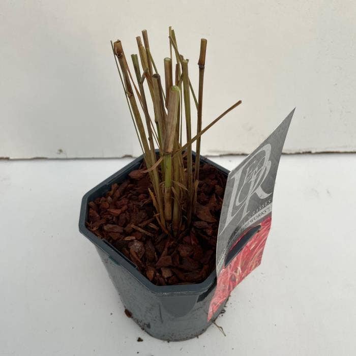 Pennisetum 'Fireworks'