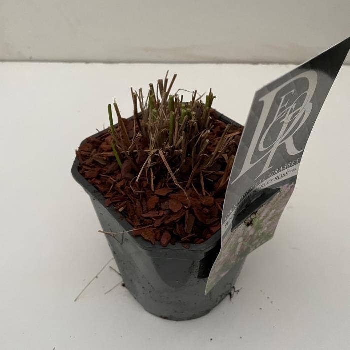 Pennisetum 'Karley Rose'