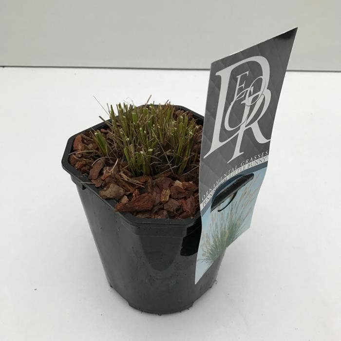 Pennisetum 'Little Bunny'